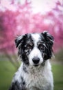 Australian Shepherd Aussie dog hund