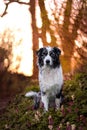 Australian Shepherd Aussie dog hund