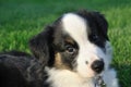 Australian Shepherd (Aussie) Puppy