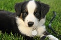 Australian Shepherd (Aussie) Puppy