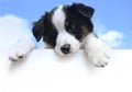 Australian Shepherd (Aussie) Puppy Above Sign