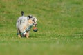 Australian Shepherd aussie puppy with toy