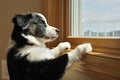 Australian Shepherd (Aussie) Puppy Watching