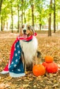 Australian shepherd in the autumn forest performs the command. Halloween pumpkin nature american flag