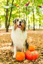 Australian shepherd in the autumn forest performs the command. Halloween pumpkin nature flags