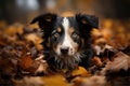 Australian Shepherd in autumn lies in wet yellow autumn leaves after rain