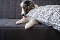 Australian shepherd blue merle puppy dog on couch lick gnaw pillow