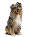 Australian shepherd blue merle sitting and panting, 4 years old Royalty Free Stock Photo