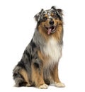 Australian shepherd blue merle, sitting, panting, 4 years old