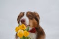 Australian Shepherd with bouquet yellow tulips meets spring. Gentleman dog wears red bow tie. Aussie licks and wants