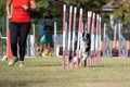 Australian Shepherd breed tackles slalom obstacle in dog agility competition.