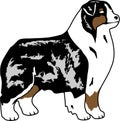 Australian shepherd cartoon.