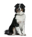 Australian Shepherd dog, 1 year old, sitting Royalty Free Stock Photo