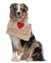 Australian Shepherd dog, 10 months old, sitting Royalty Free Stock Photo