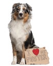 Australian Shepherd dog, 10 months old, sitting Royalty Free Stock Photo