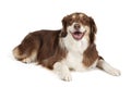 Australian Shepherd Dog Royalty Free Stock Photo