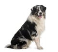 Australian Shepherd dog, 14 Months Old, sitting Royalty Free Stock Photo