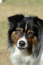 Australian Shepherd dog Royalty Free Stock Photo