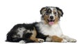 Australian Shepherd dog, 4 months old Royalty Free Stock Photo