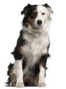 Australian Shepherd dog, 6 years old, sitting Royalty Free Stock Photo