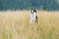 Australian Shepherd dog