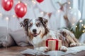 Australian Shepherd dog with birthday gift box and red and white balloons Royalty Free Stock Photo