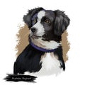 Australian Shepherd dog breed digital art illustration isolated on white. Aussie medium-sized breed of dog of black and white Royalty Free Stock Photo