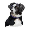 Australian Shepherd dog breed digital art illustration isolated on white. Aussie medium-sized breed of dog of black and white