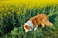 Australian Shepherd dog at flowering rapeseed field spring season