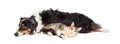 Australian Shepherd Dog and Cat Laying Together