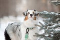 Australian Shepherd dog close up portrait. Dog in winter. Blue eyes dog Royalty Free Stock Photo