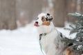 Australian Shepherd dog close up portrait. Dog in winter. Blue eyes dog Royalty Free Stock Photo