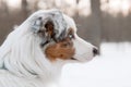 Australian Shepherd dog close up portrait. Dog in winter. Blue eyes dog Royalty Free Stock Photo