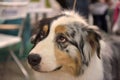 Australian Shepherd dog, Royalty Free Stock Photo