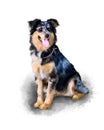 Australian Shepherd. Dog companion. Border Collie Watercolor painting. Acrylic picture