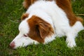 Australian Shepherd dog dozing in garden