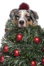 Australian Shepherd dog dressed as Christmas tree, 7 months old Royalty Free Stock Photo