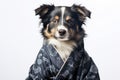 Australian Shepherd Dog Dressed As A Ninja On White Background