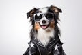 Australian Shepherd Dog Dressed As A Rockstar On White Background