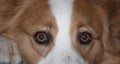 Australian Shepherd Dog Eyes concept pets