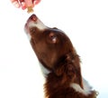 Border Colie Dog Getting a Treat Royalty Free Stock Photo