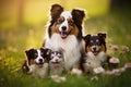 Australian shepherd dog with group of puppies in the park at sunset, Aussie dog mum with puppies playing on a green meadow land,