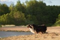 An Australian Shepherd dog joyfully runs along a sandy beach