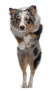 Australian Shepherd dog jumping Royalty Free Stock Photo