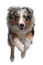 Australian Shepherd dog jumping