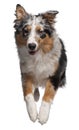 Australian Shepherd dog jumping Royalty Free Stock Photo