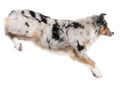 Australian Shepherd dog jumping, 7 months old Royalty Free Stock Photo