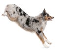 Australian Shepherd dog jumping, 7 months old Royalty Free Stock Photo