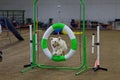 Australian Shepherd Dog Jumping Through Hoop Royalty Free Stock Photo