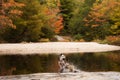 Australian Shepherd dog jumping into lake with autumn folliage